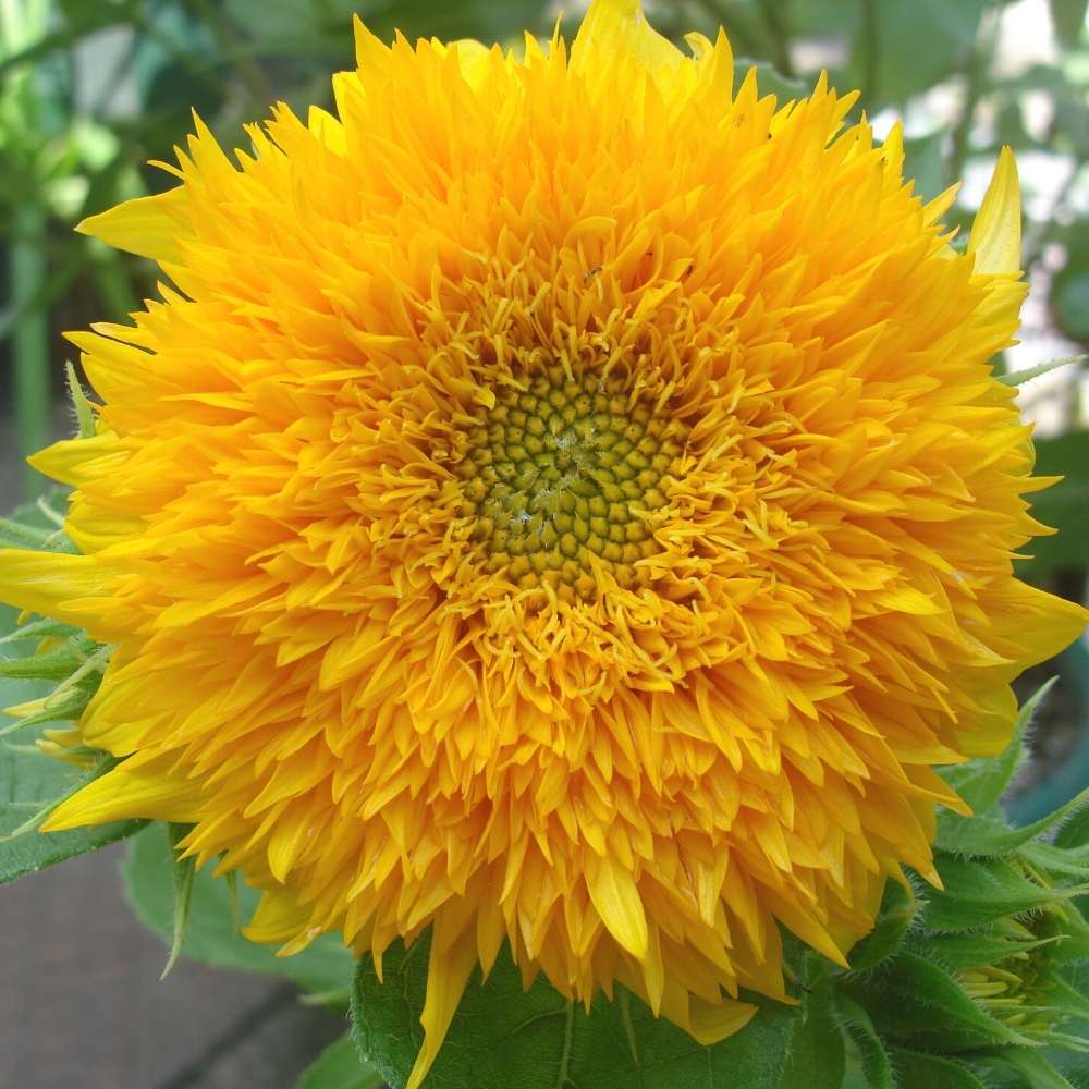 Teddy Bear Sunflower Seeds