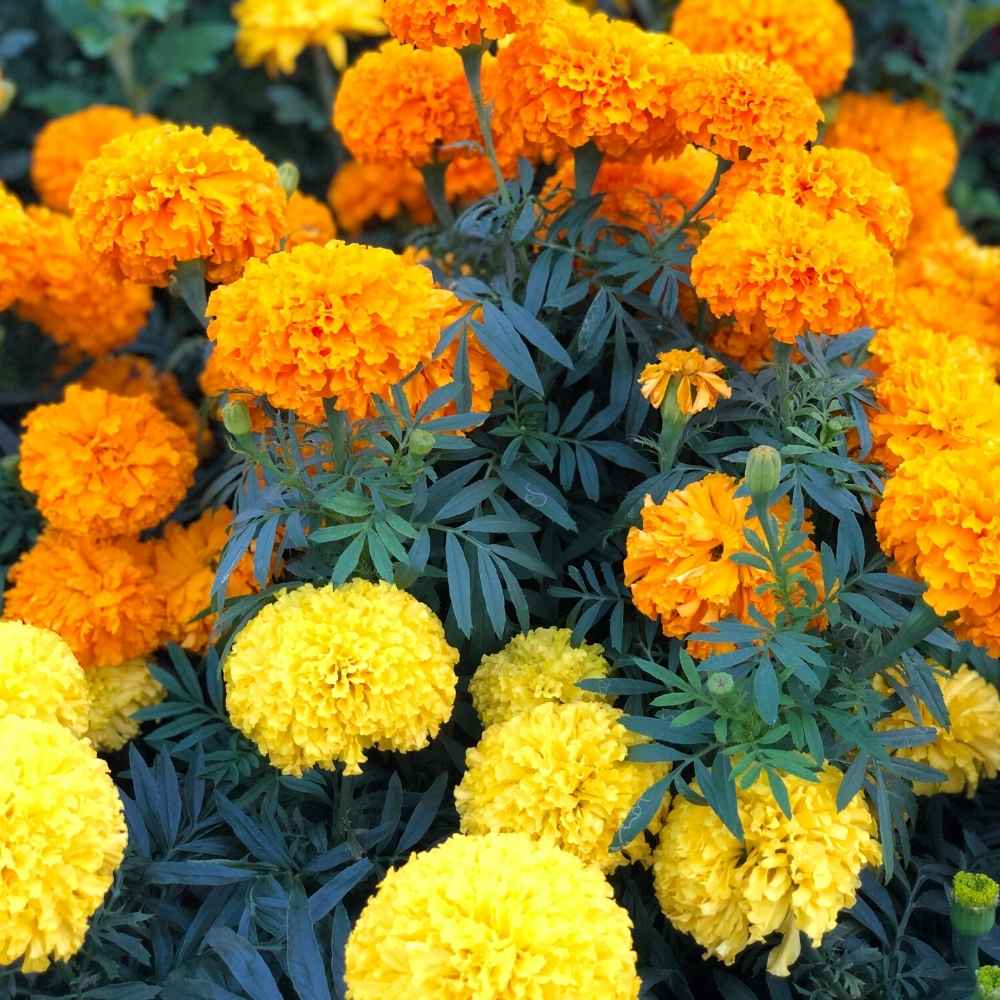 marigold flowers from seed Marigold Flower Seeds for Planting – Heirloom, Non-GMO, Easy to Grow, – Pure Asia Seeds