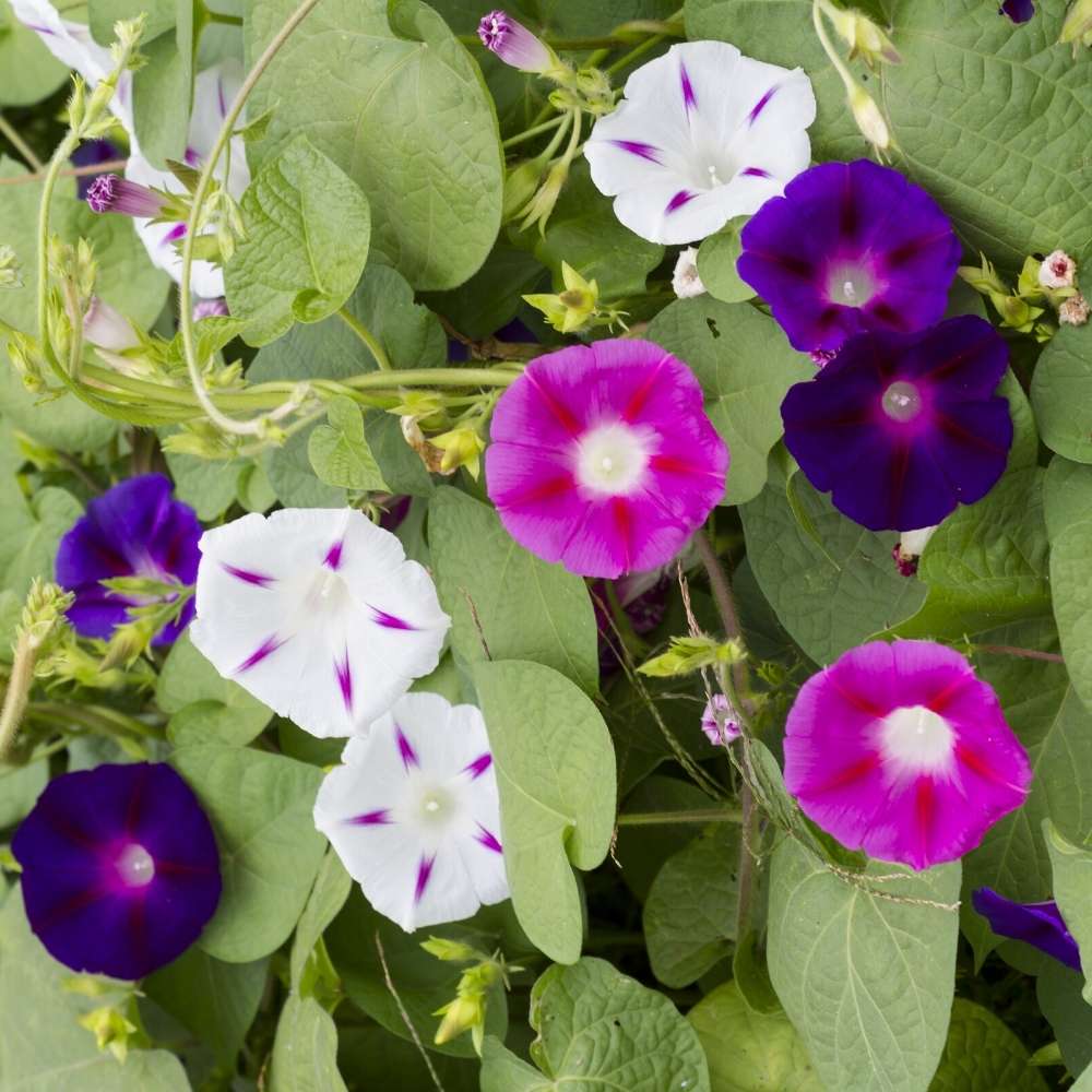 Morning Glory Ipomoea Purpurea Flower Seeds