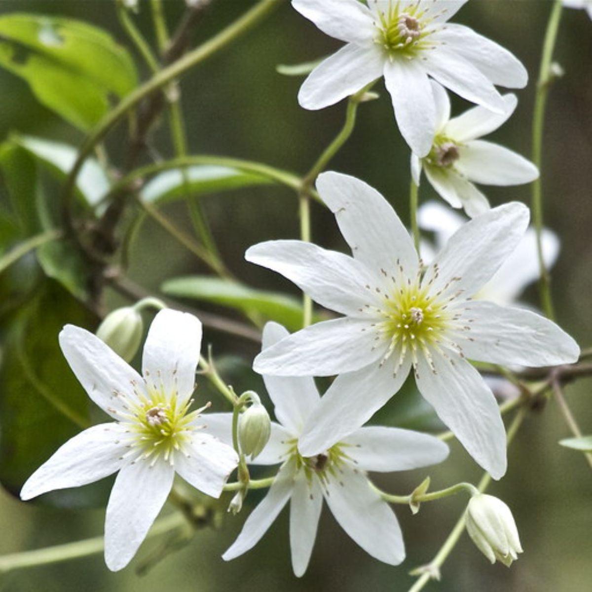 Sweet Autumn Clematis Flower Seeds