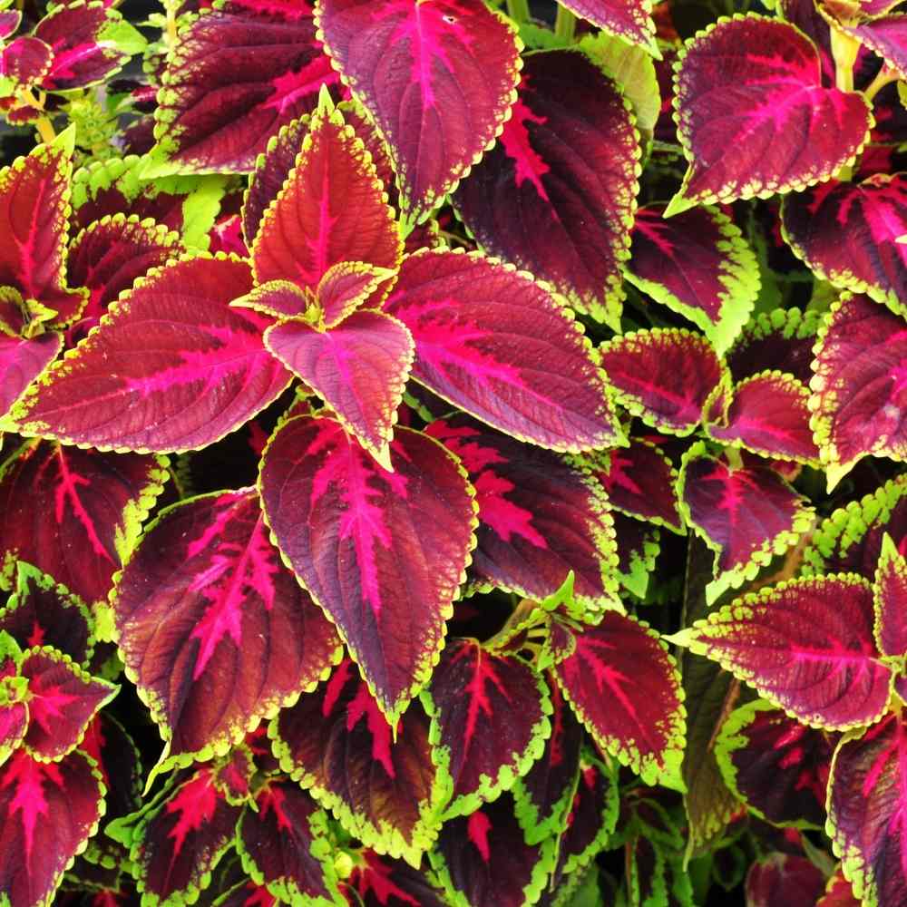 Coleus Rainbow Mix Plant Seeds for Planting – Heirloom, Non-GMO, Easy to Grow, Annual