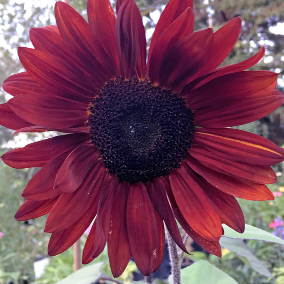 Maroon Sunflower Seeds