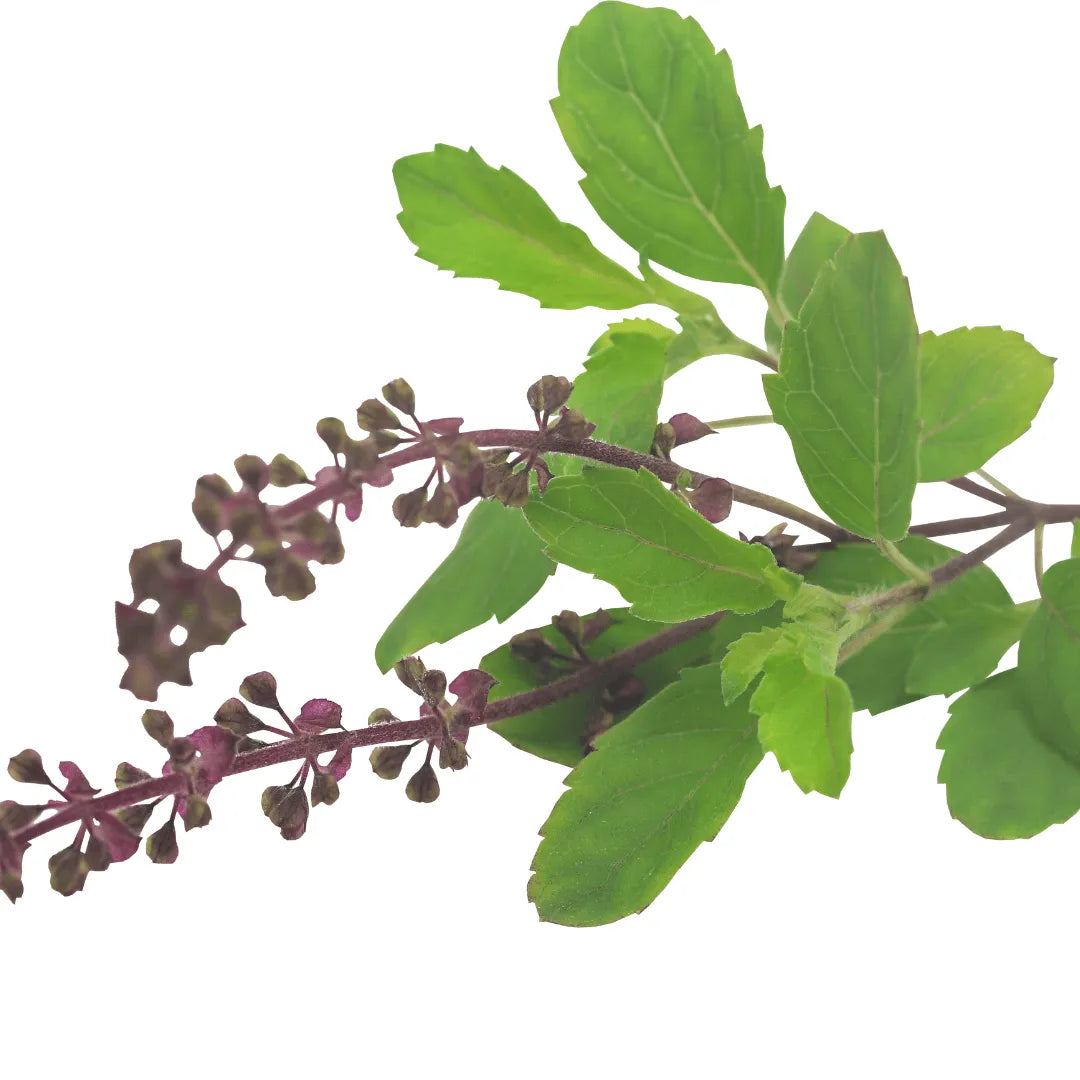 Semillas de hierba Ocimum Gratissimum