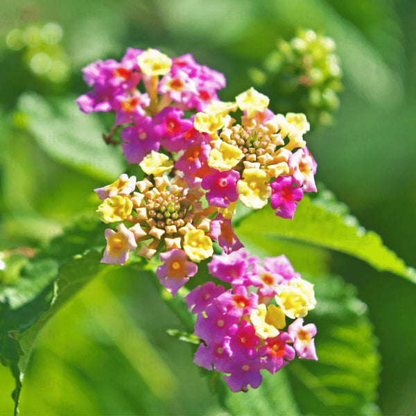 Camara Flower seeds for Planting Fragrant Blossoms Heirloom & GMO Free Seeds for Home Garden
Sale seeds for home garden planting