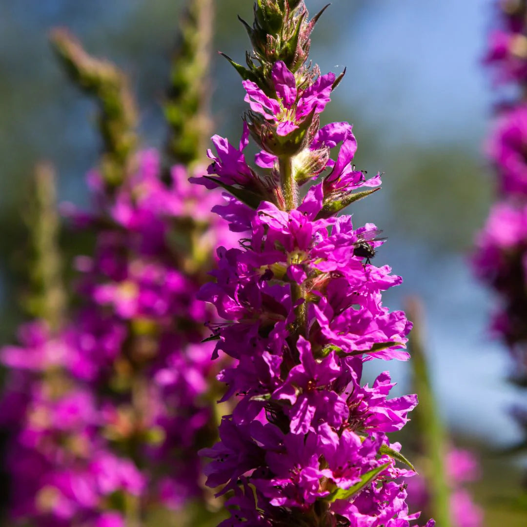 Purple Loosestrife Flower Seeds