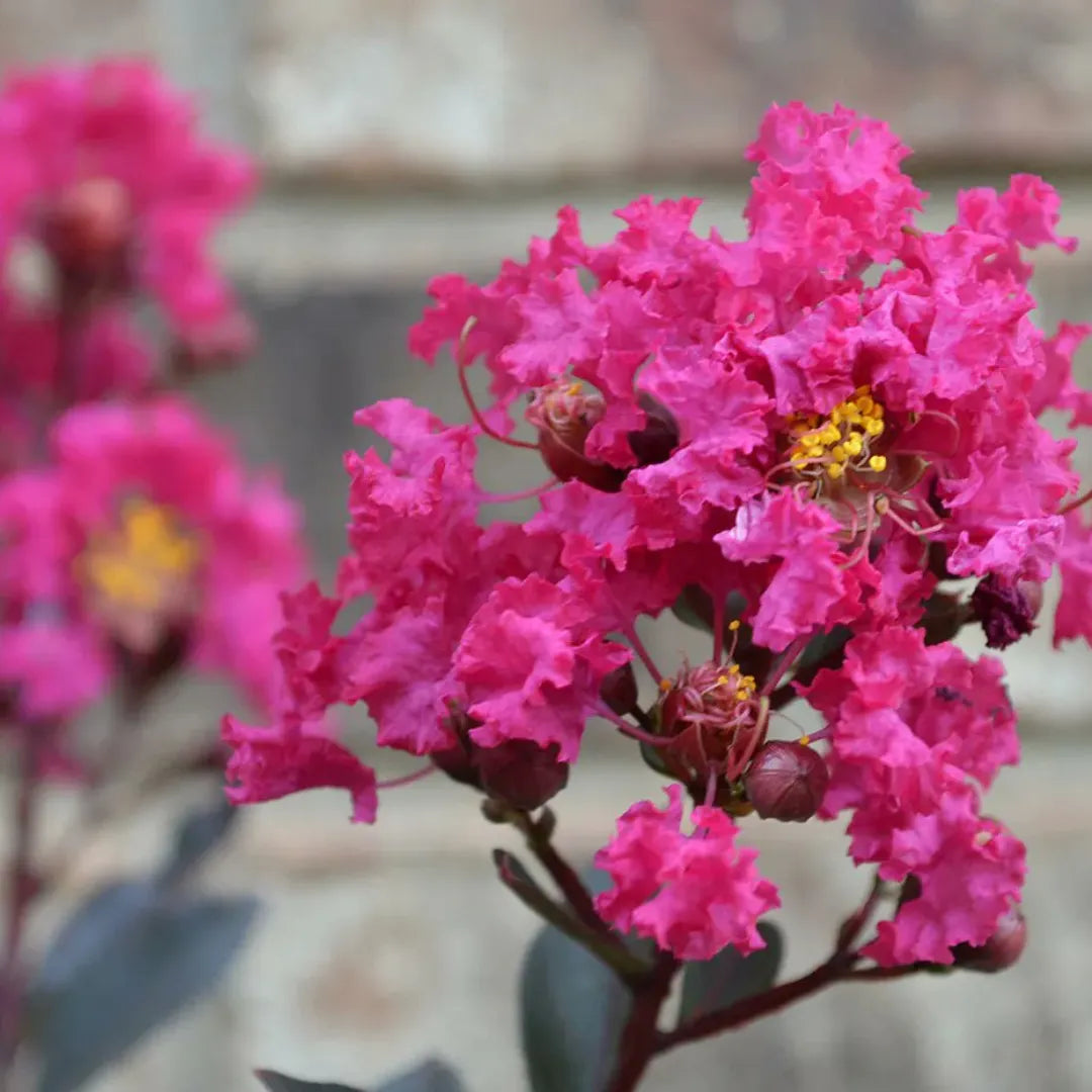 Pink Crape Myrtle Flower seeds for Planting Compact Growth Heirloom & GMO Free Seeds for Home Garden
Sale seeds for home garden planting