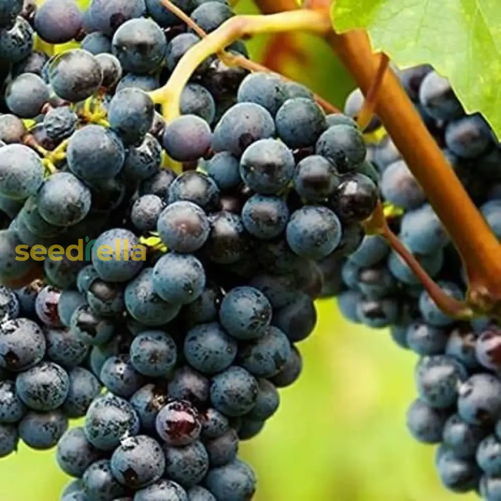 Uva Trepadoras Climbing Fruit Seeds for Planting: Grow Your Own Delicious Grapes