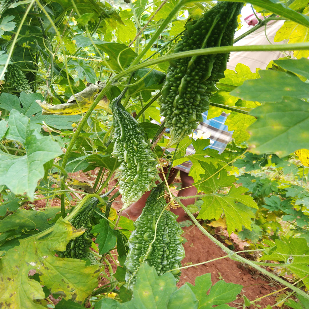 Bitter Melon Vegetable Seeds