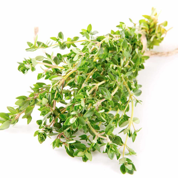 German Winter Thyme (Thymus vulgaris) Herb Seeds – Heirloom, Non-GMO, Culinary, Perennial