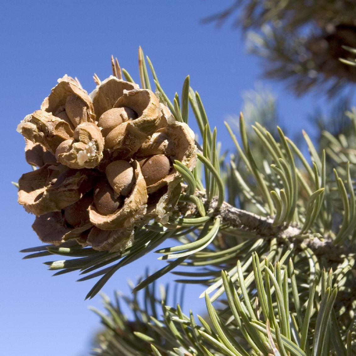 pine seeds to plant Pine Nut Tree Seeds for Planting – Heirloom, Non-GMO, Nut-bearing, Har – Pure Asia Seeds
