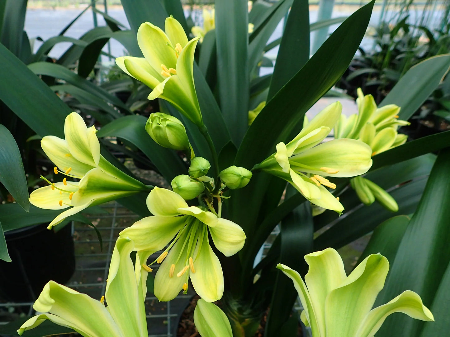 Green Clivia Flower Seeds