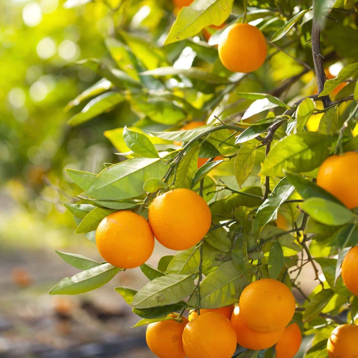 Graines de fruit d'oranger