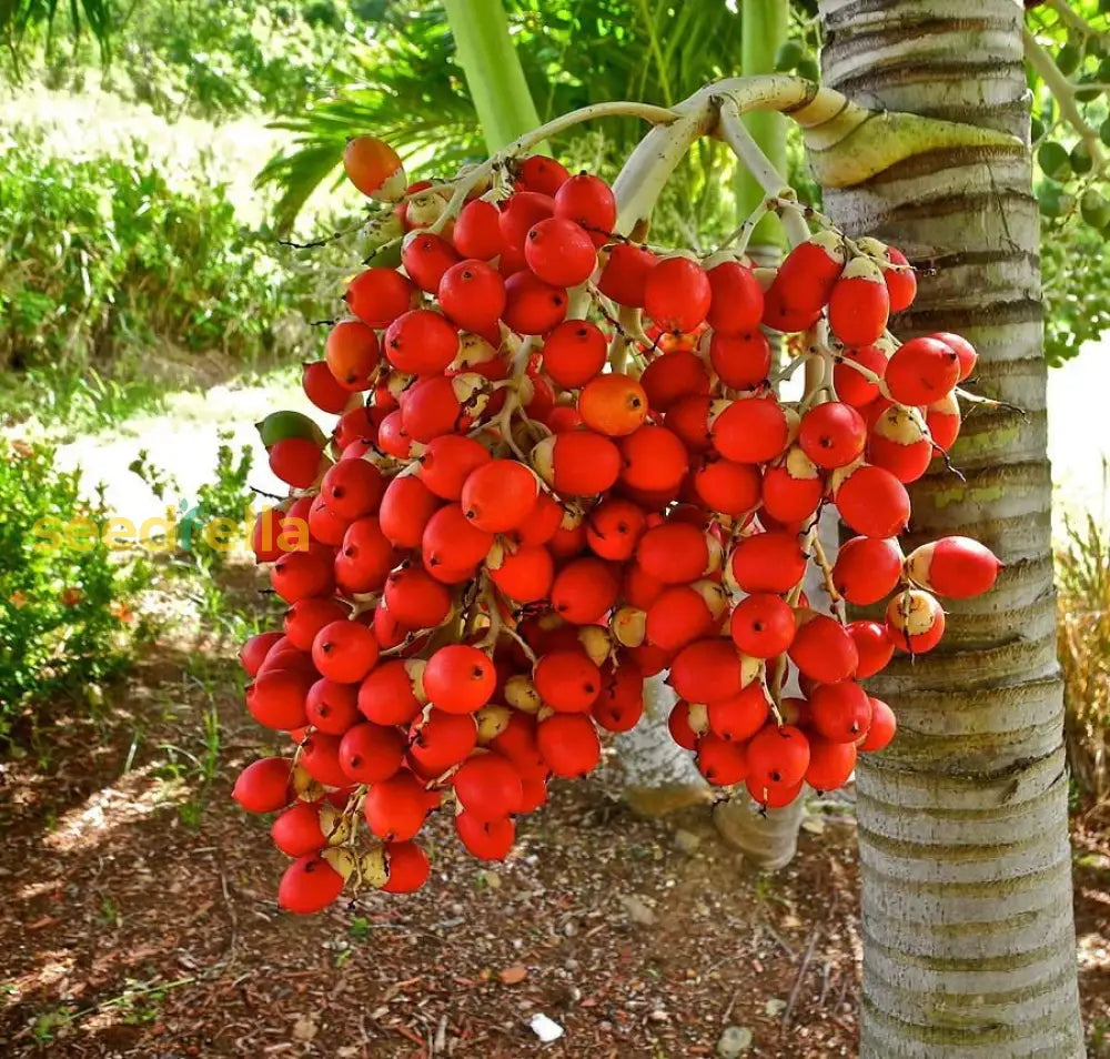 Veitchia Merrillii Fruit Seeds For Tropical Planting Grow Your Own
