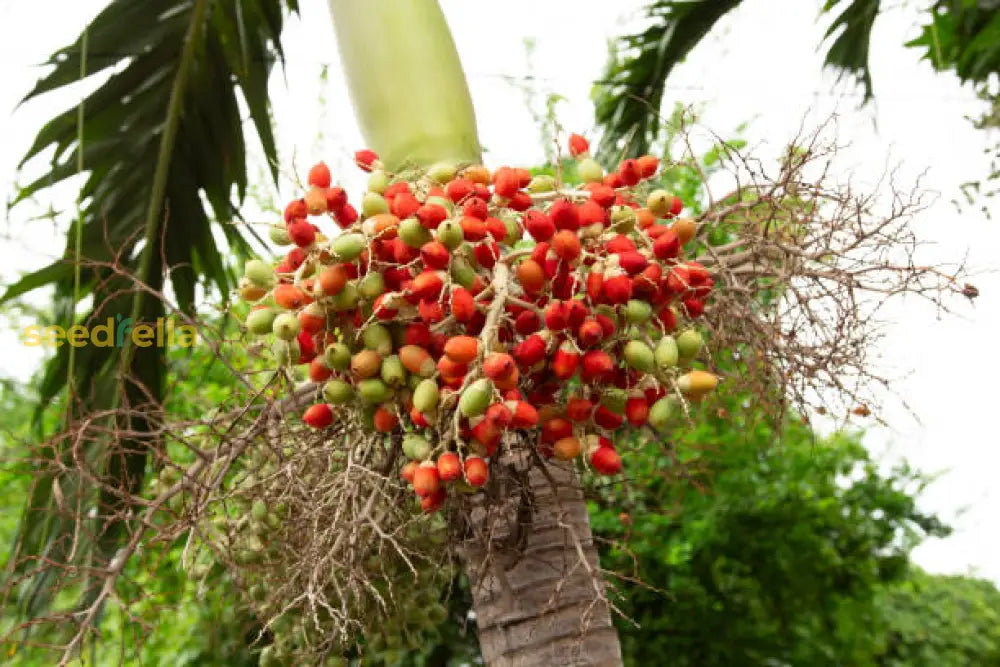 Veitchia Merrillii Fruit Seeds for Tropical Planting - Grow Your Own Majestic Palm