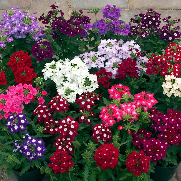 Verbena Flower seeds for Planting Hardy Variety Heirloom & GMO Free Seeds for Home Garden
Sale for planting in home garden