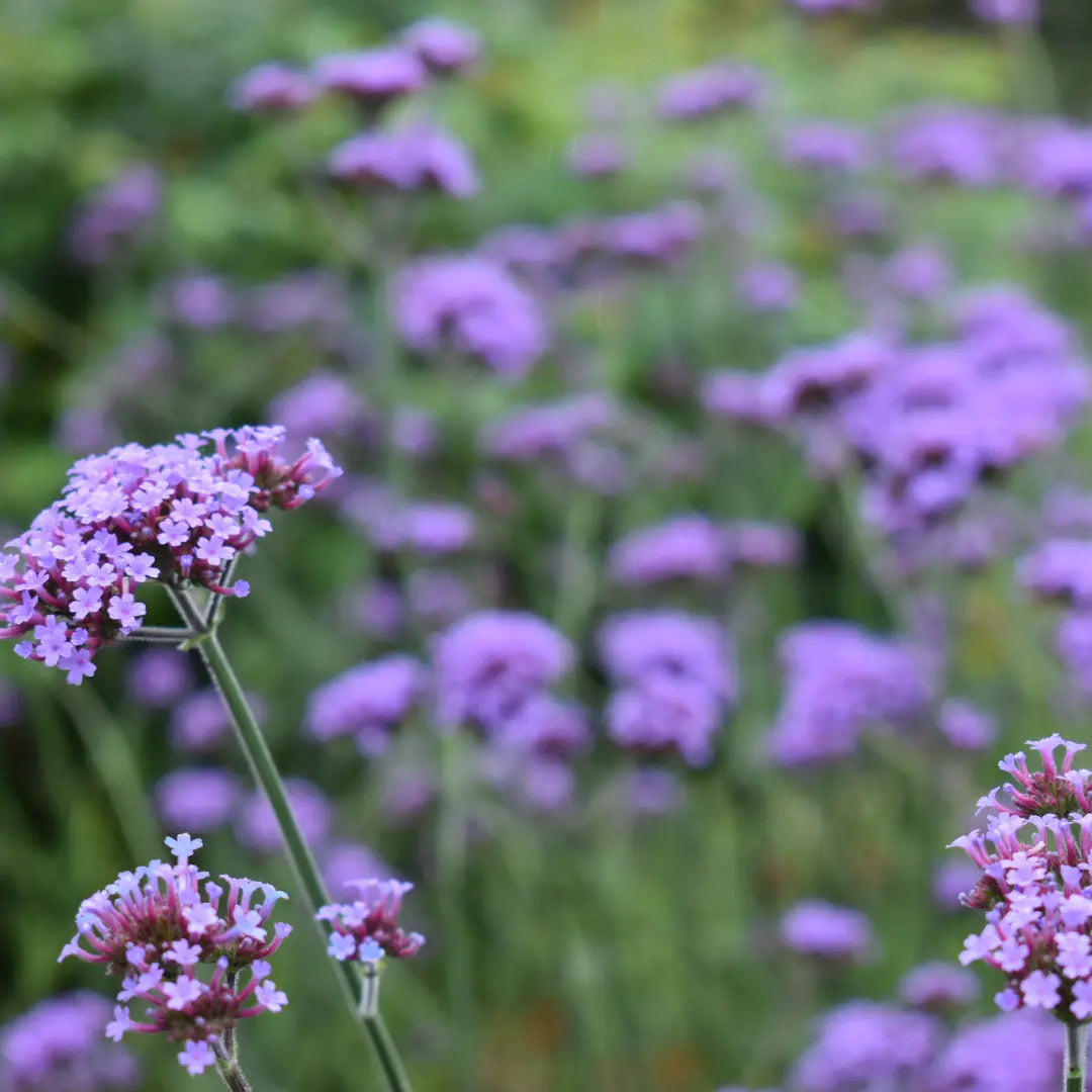 Buenos Aires Verbena Flower Seeds