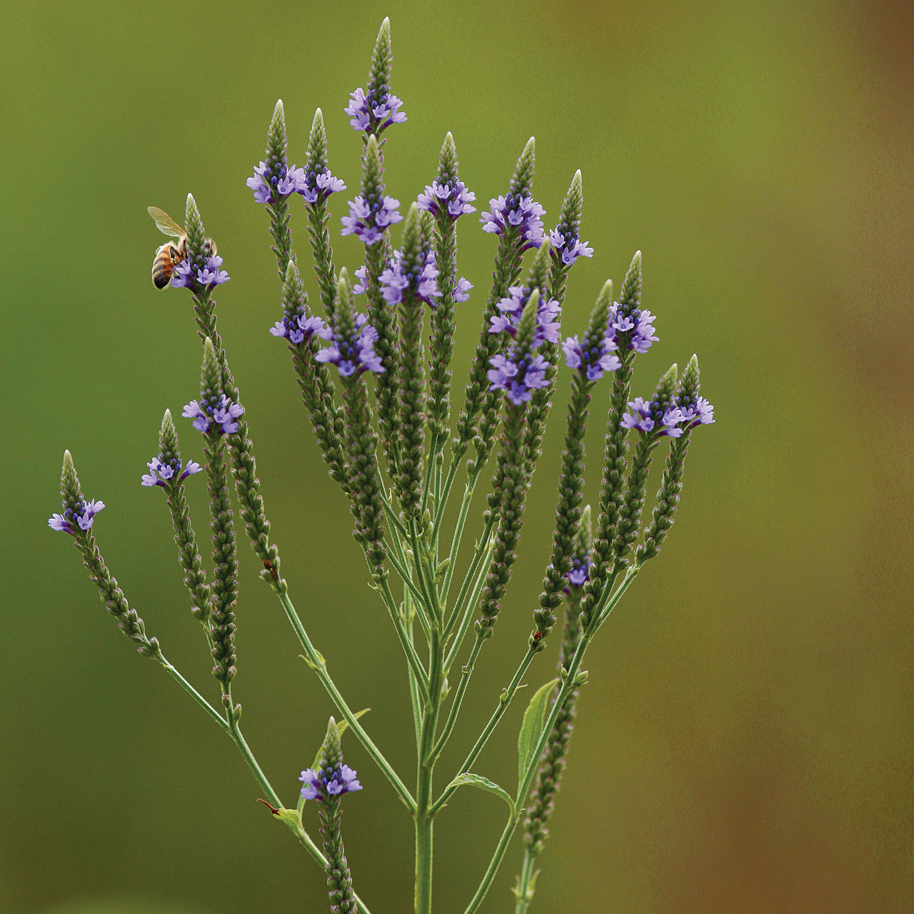 Vervain Herb Seeds