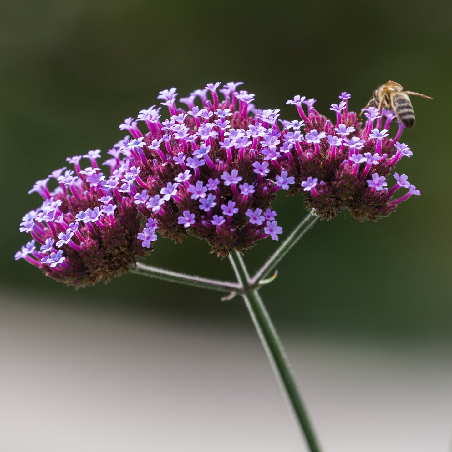 Buenos Aires Verbena Flower Seeds