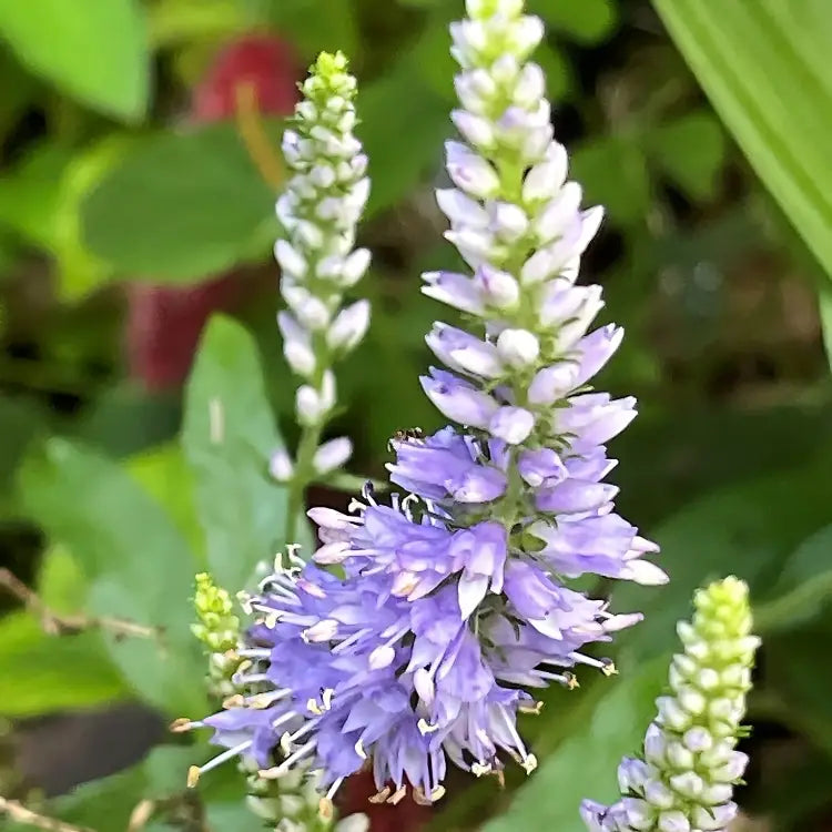 Purple Veronica Spicata Flower seeds for Planting Cottage Garden Essential Heirloom & GMO Free Seeds for Home Garden
Sale seeds for home garden planting