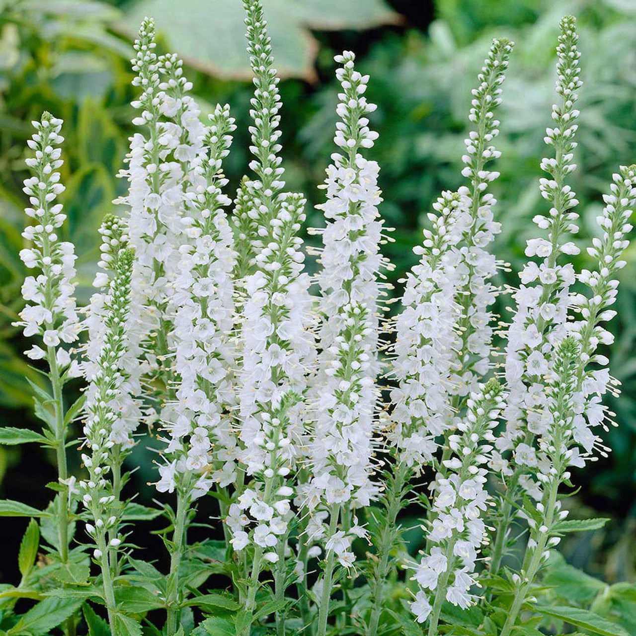 veronica plant seeds White Veronica (Speedwell) Herb Seeds for Planting – Heirloom, Non-GMO – Pure Asia Seeds