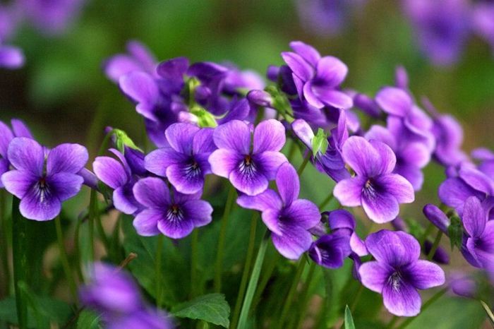 Viola (Viola Flower) seeds for planting in home garden