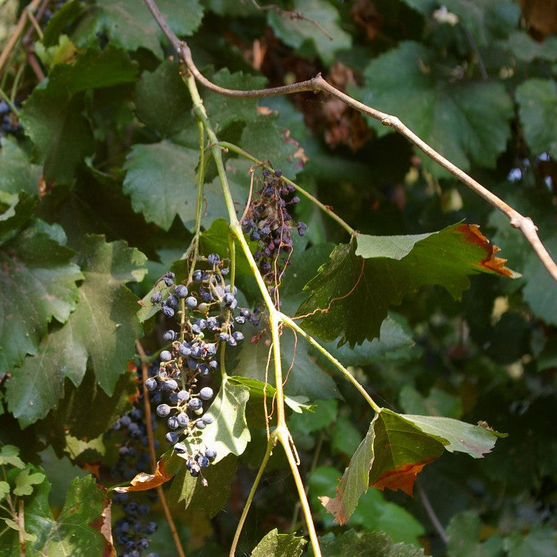 Semi di frutta d'uva invernale Vitis Cinerea