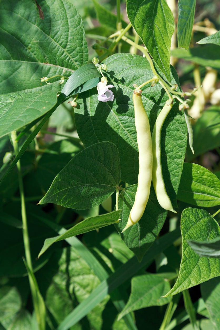 Runner Bean Vegetable Seeds