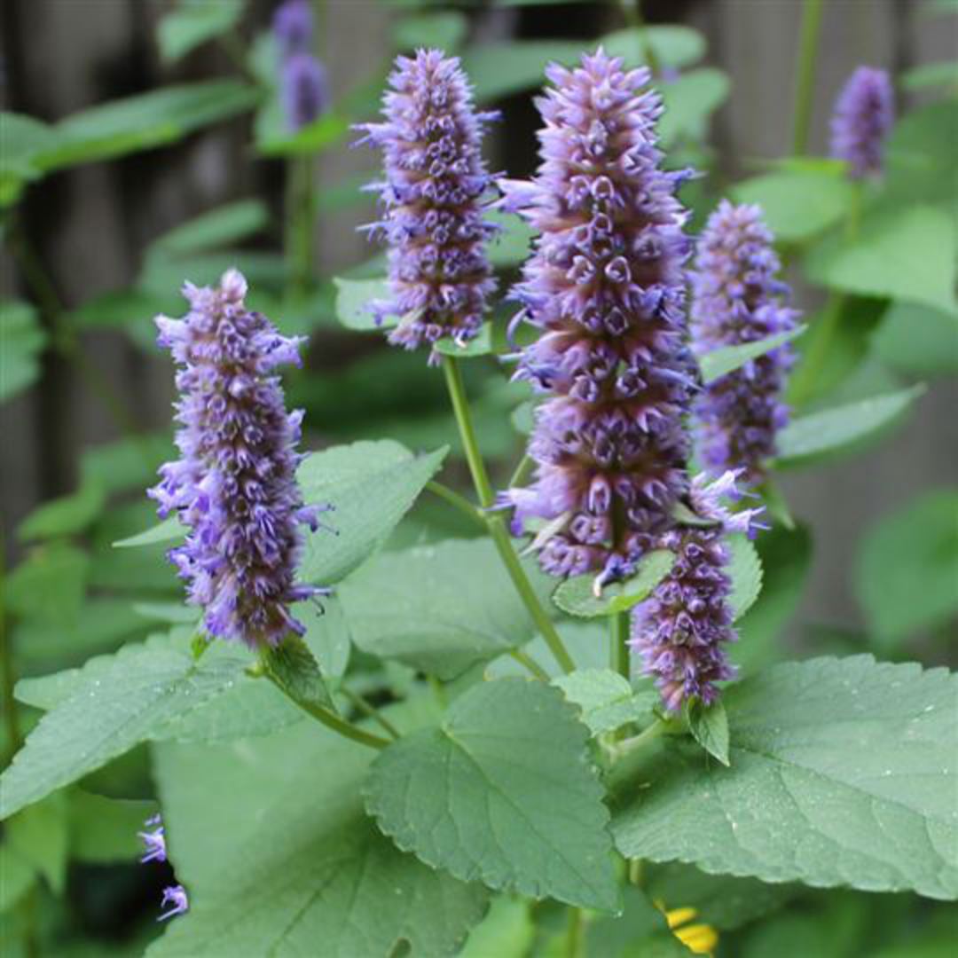 Lavender Hyssop Flower Seeds
