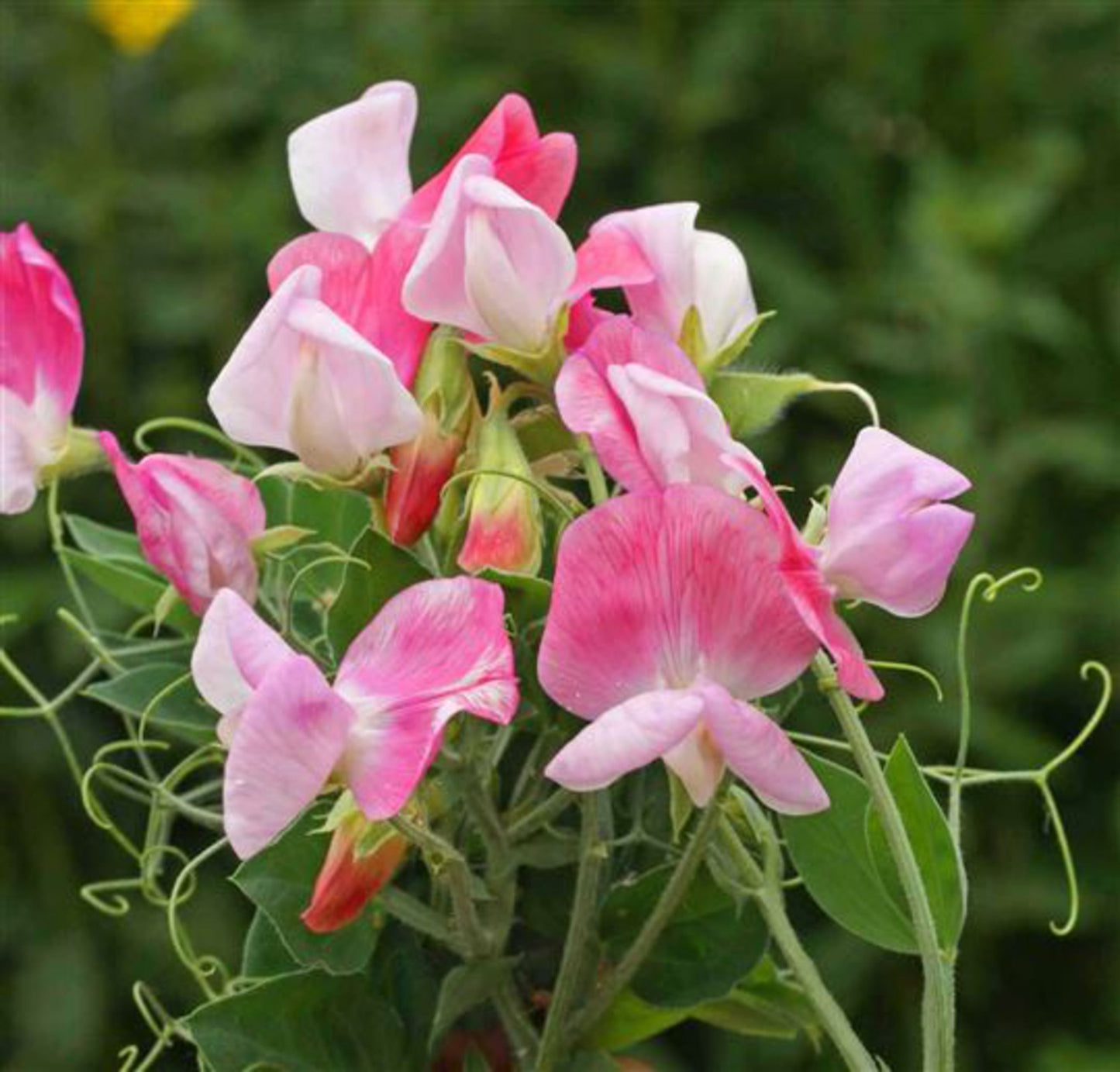 Sweet Pea Cupid Flower seeds for Planting Easy to Grow Heirloom & GMO Free Seeds for Home Garden