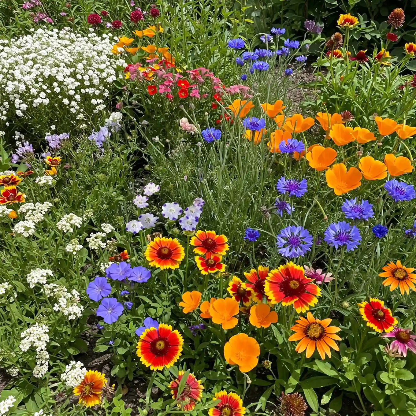 flower garden seed mixture Southern California Wildflower Seed Mix for Planting – Heirloom, Non-G – Pure Asia Seeds