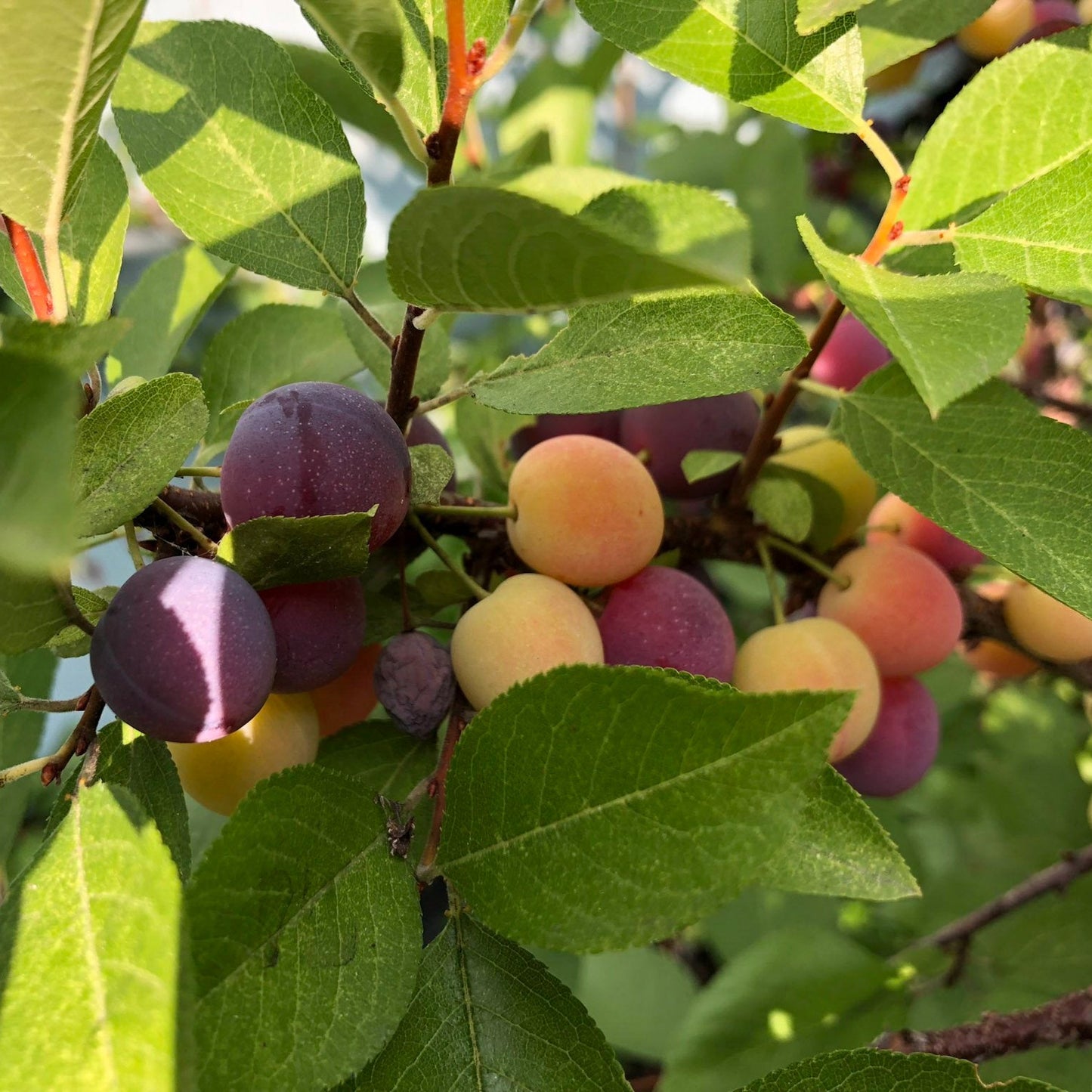 Graines de fruit de prunier de plage