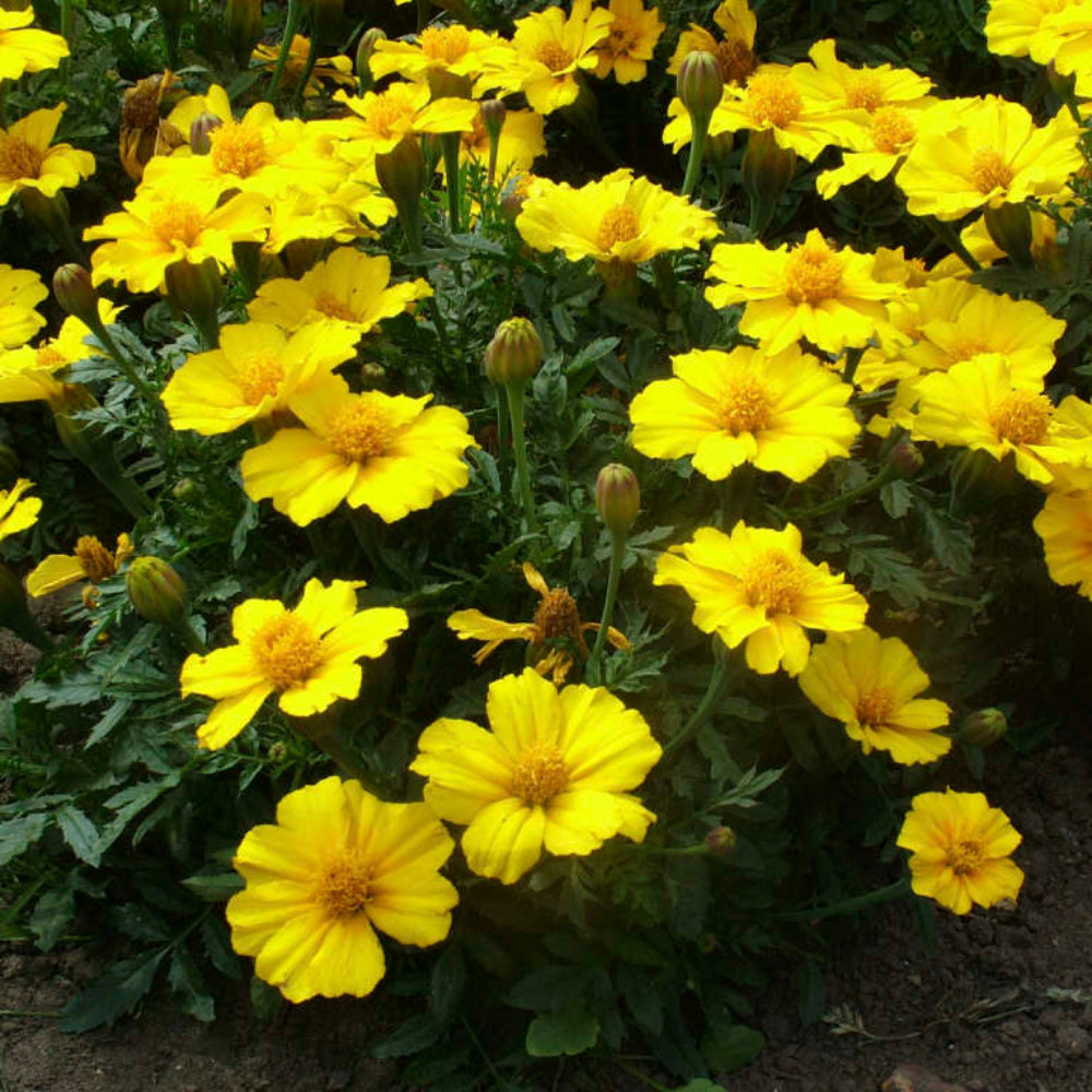 French Marigold 'Disco Yellow' – Bright & Cheerful Garden Flower