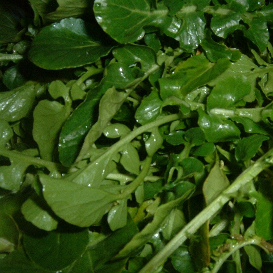Watercress Herb Seeds