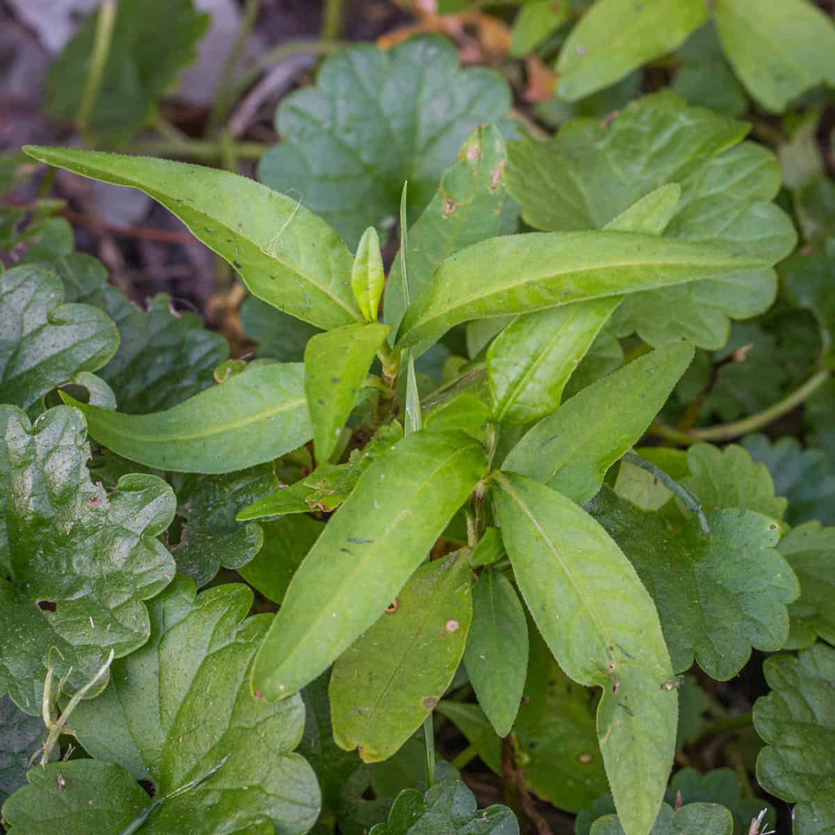 Water Pepper Herb Seeds