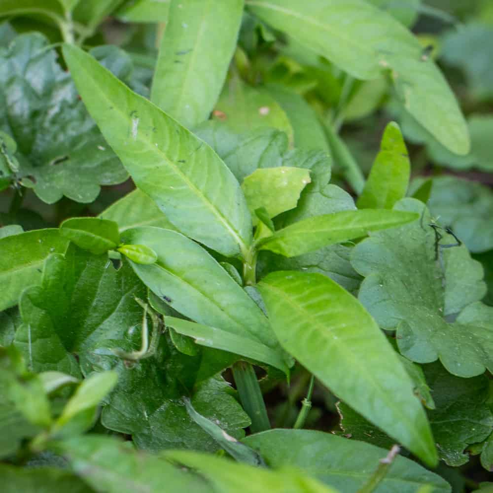 Water Pepper Herb Seeds