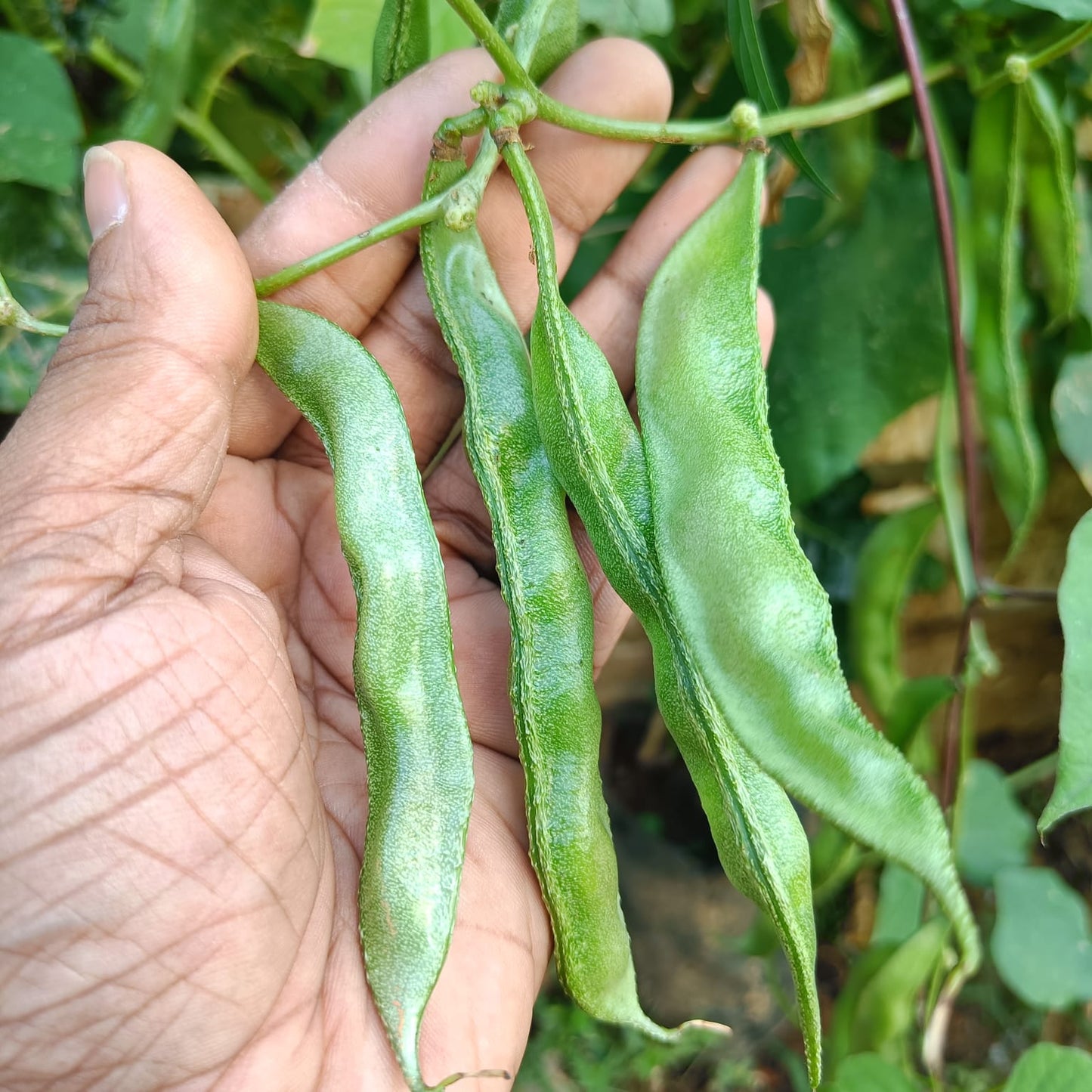 Bangladeshi Hyacinth Bean Vegetable Seeds