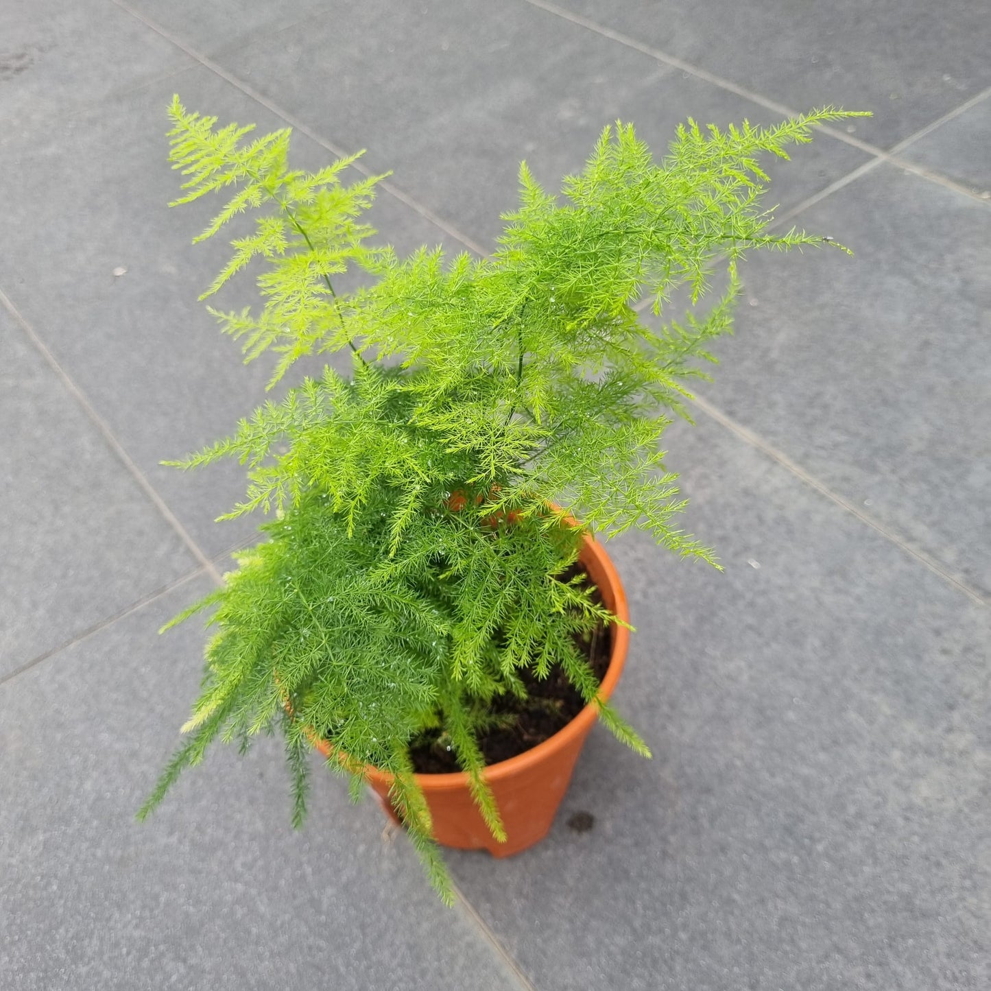 Asparagus Fern Herb Seeds