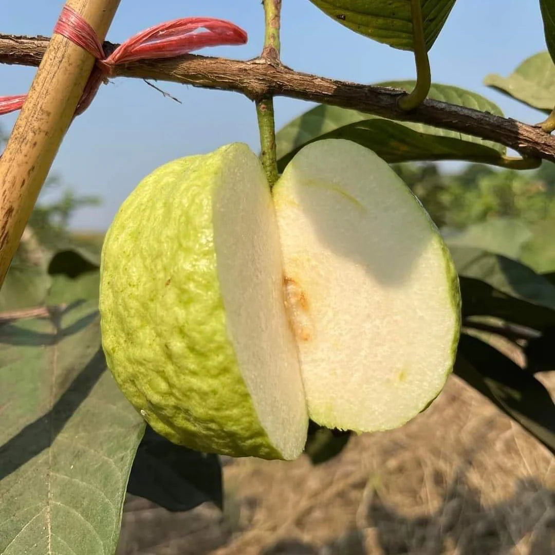 Guava White Tropical Fruit Seeds