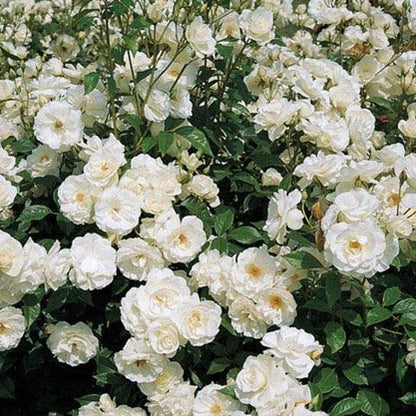 White Creeper Rose Flower seeds for Planting - Long Bloom Season, Heirloom & GMO Free Seeds for Home Garden
Sale seeds for planting in home garden