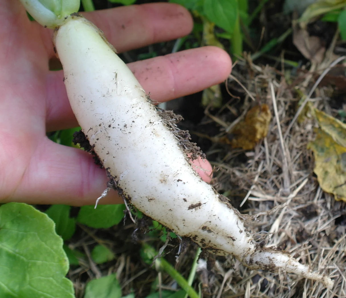 White Icicle Radish Seeds for Planting – Heirloom, Non-GMO, Easy to Grow, Annual Vegetable