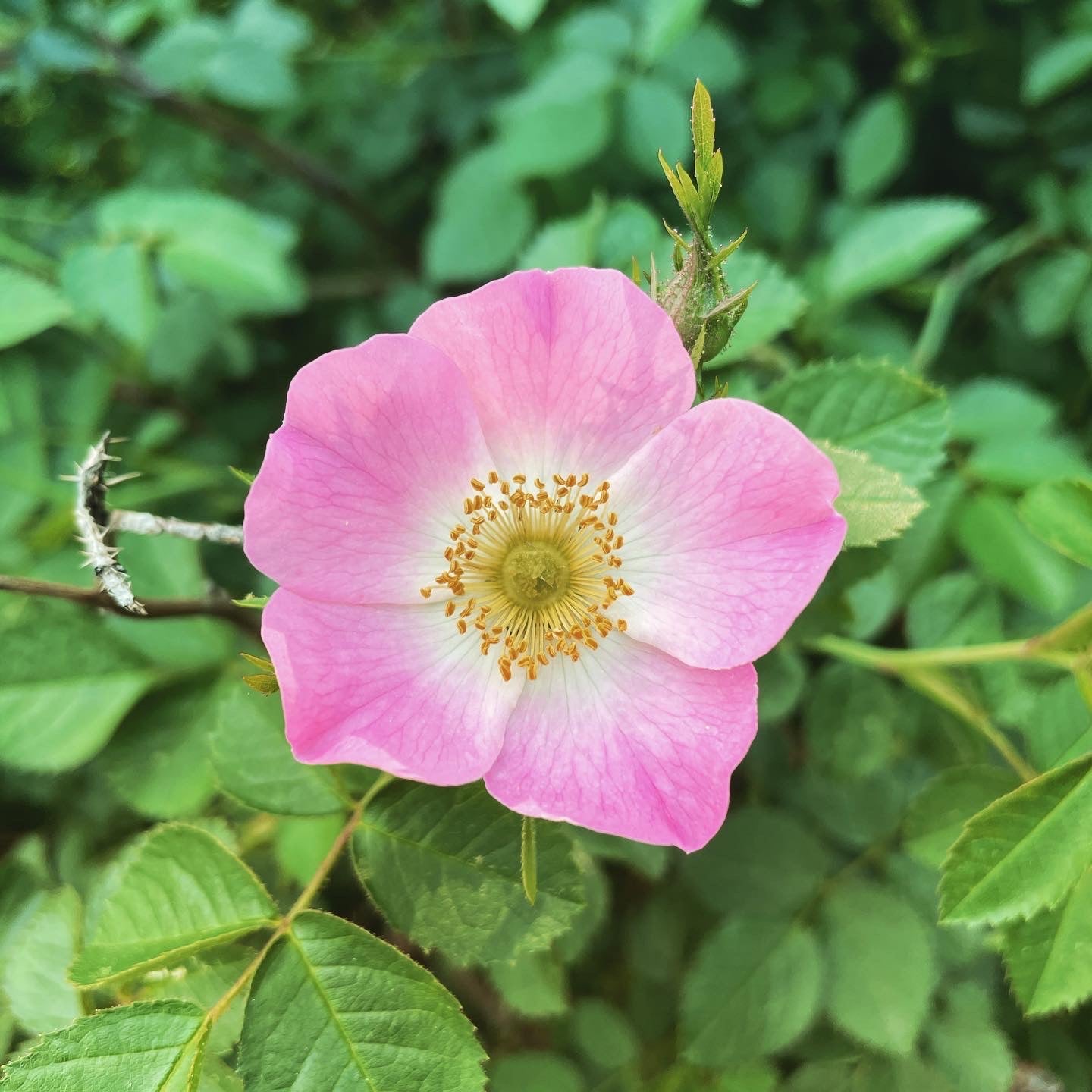 Rosa Rubiginosa Flower Seeds
