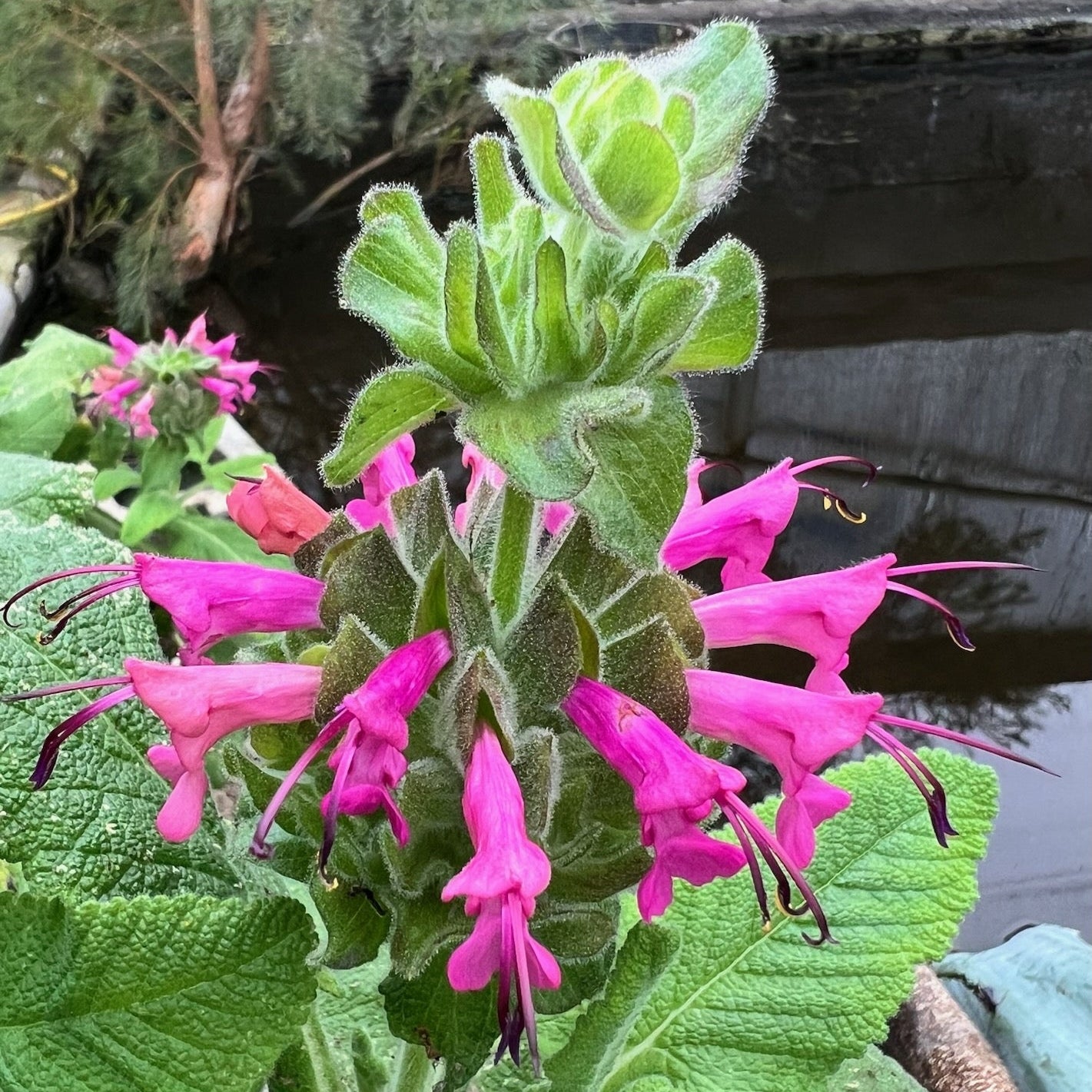 Salvia Spathacea Flower Seeds
