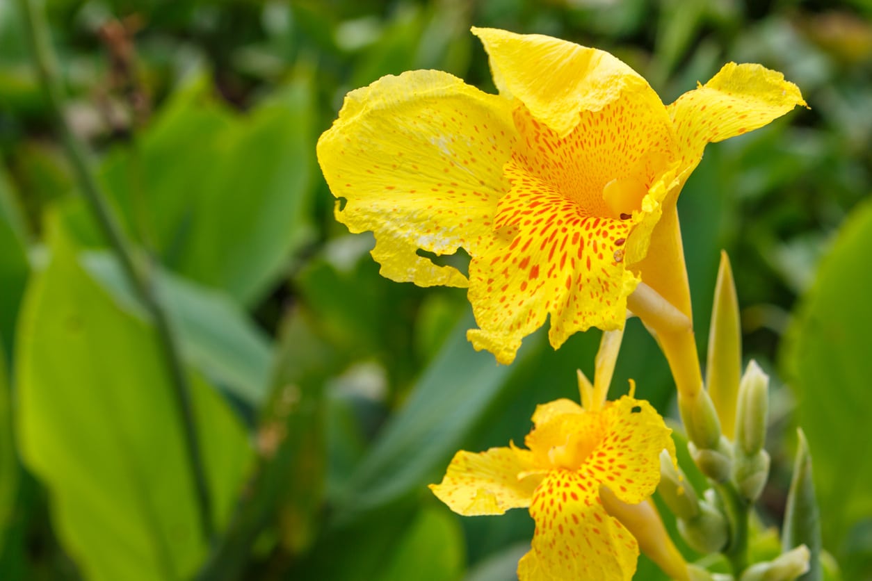 Yellow Canna Lily Flower Seeds