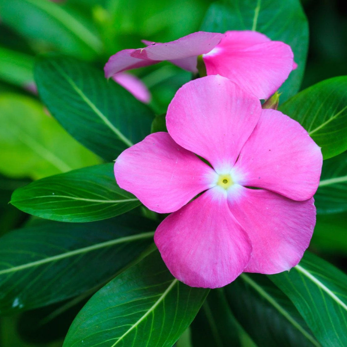 Madagaskar-Immergrün Catharanthus Roseus Blumensamen