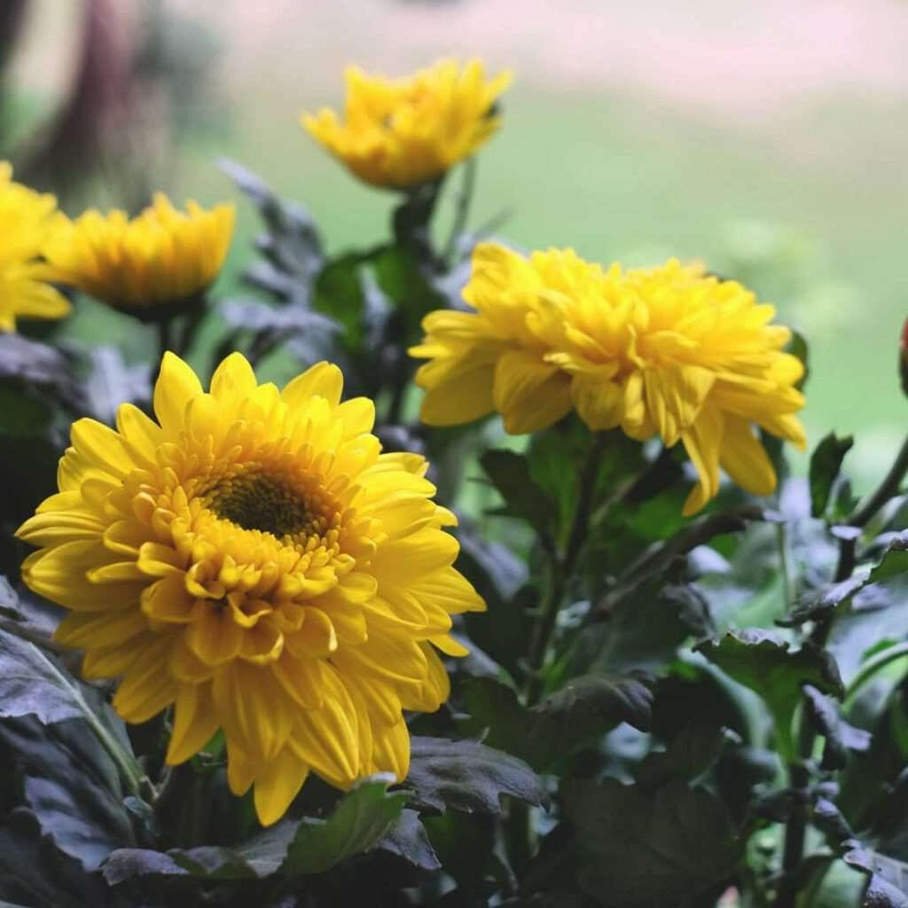 sevanthi flower seeds Yellow Chrysanthemum (Chrysanthemum morifolium) Flower Seeds for Plant – Pure Asia Seeds