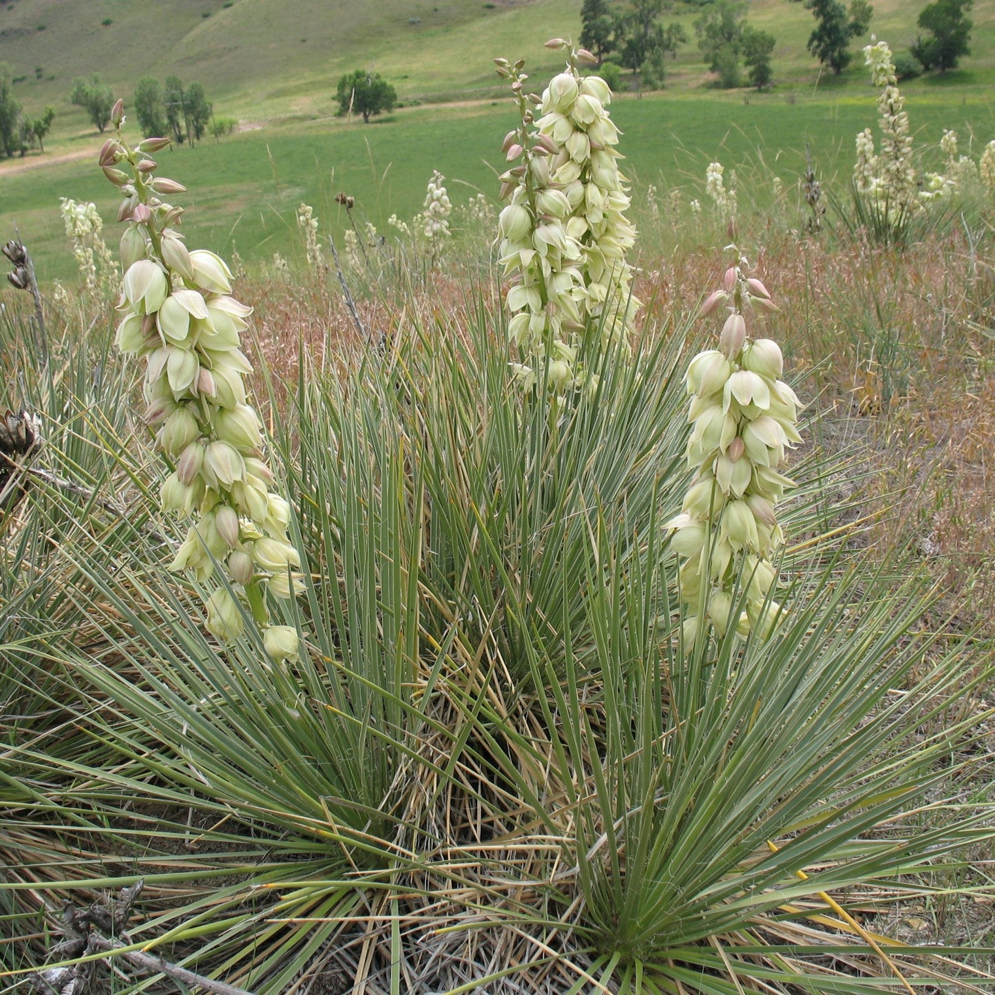 Yucca Glauca Flower Seeds