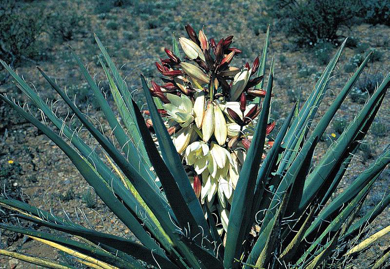 Banana Yucca Fruit Seeds