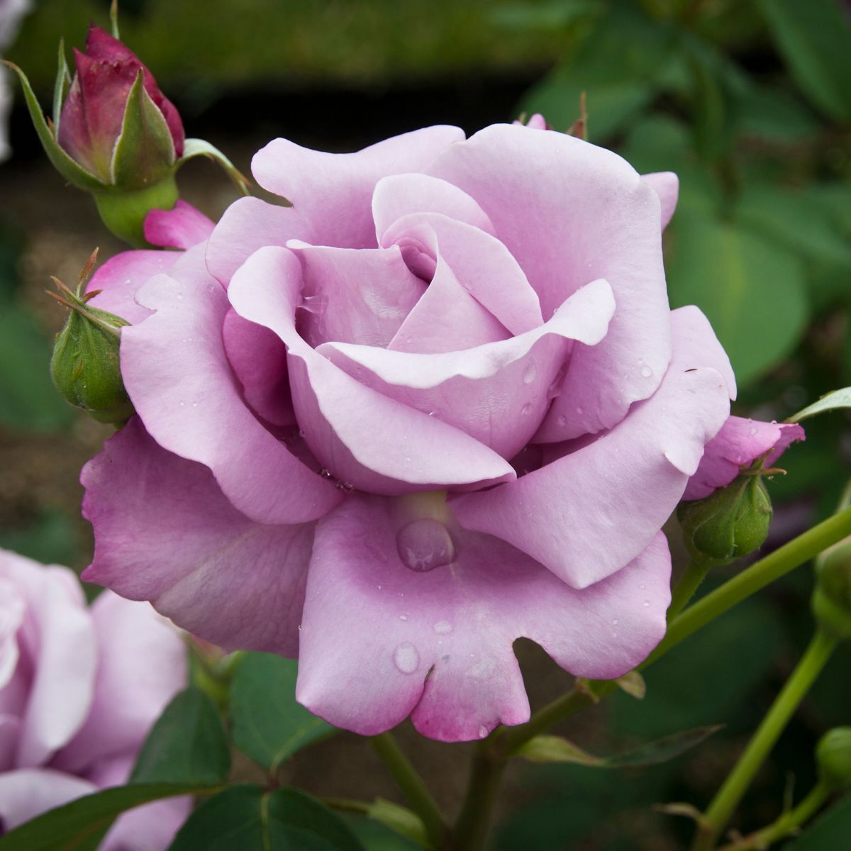 Sterling Silver Rose Flower Seeds