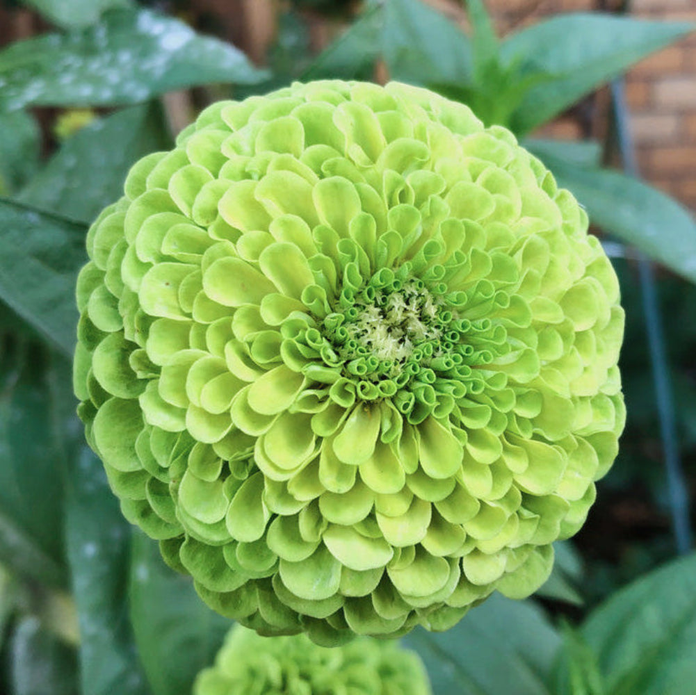 Semillas de flores de zinnia verde