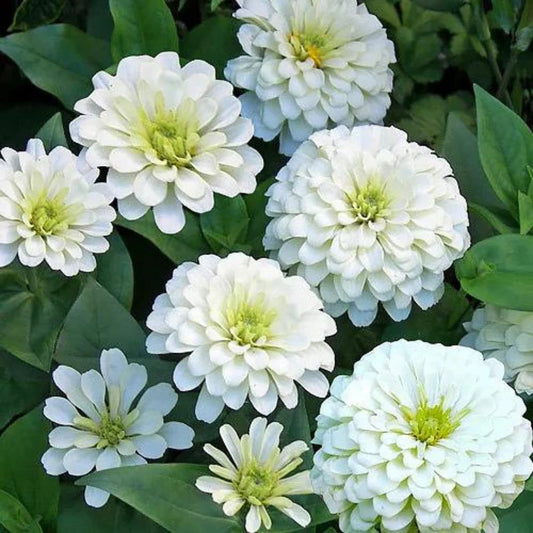 Zinnia ‘Polar Bear’ Flower Seeds for Planting – Heirloom, Non-GMO, Easy to Grow, Annual Blooms